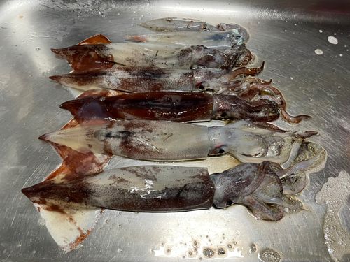 スルメイカの釣果