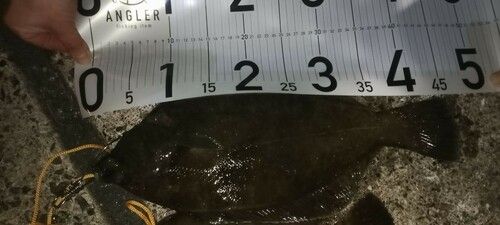 クロガシラガレイの釣果