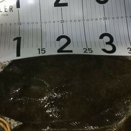 クロガシラガレイ