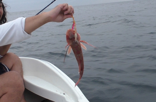 ホウボウの釣果