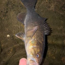 スモールマウスバス