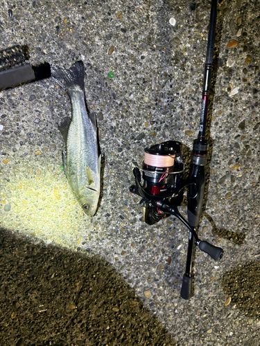 セイゴ（マルスズキ）の釣果