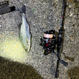 セイゴ（マルスズキ）