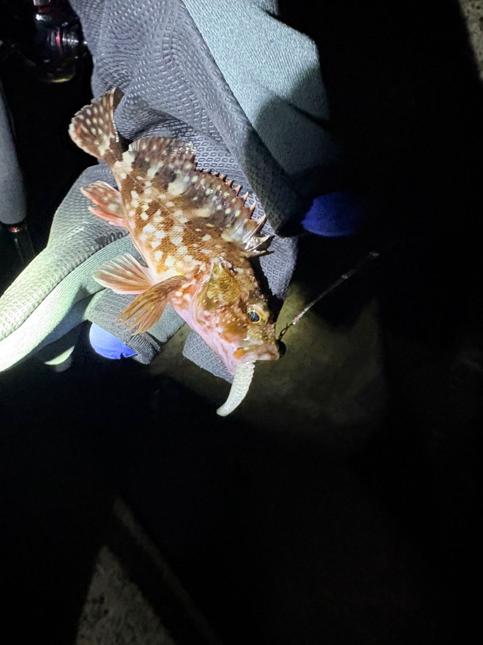 セイゴ（マルスズキ）