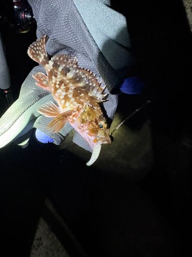 セイゴ（マルスズキ）の釣果