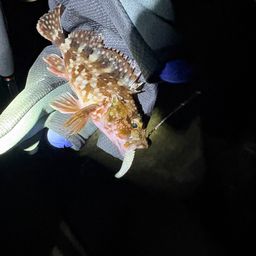 セイゴ（マルスズキ）