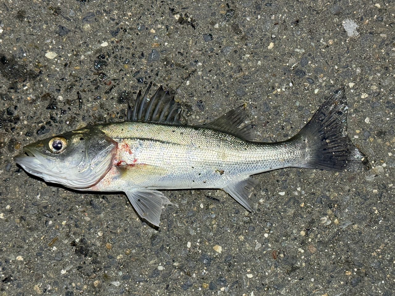 セイゴ（ヒラスズキ）