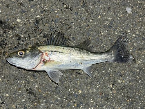 セイゴ（ヒラスズキ）の釣果