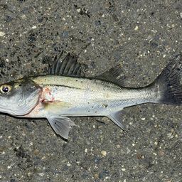 セイゴ（ヒラスズキ）