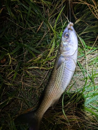 荒川河川敷運動公園