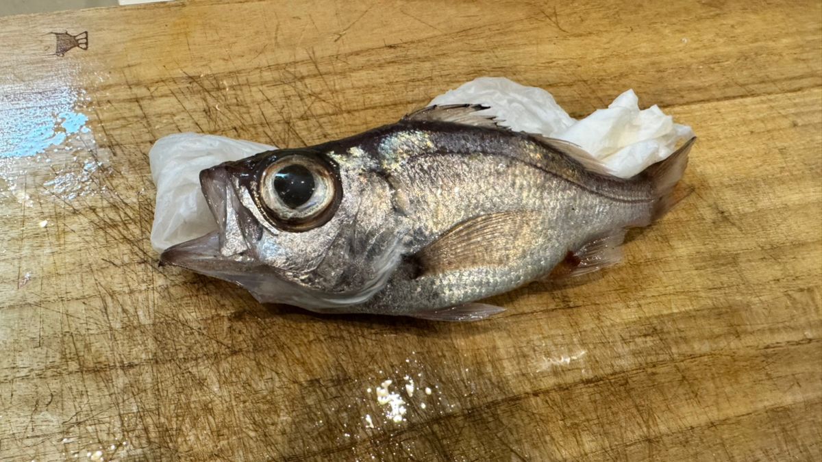 あじたまさんの釣果 1枚目の画像