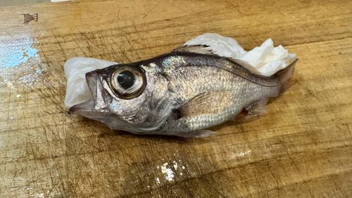 シロムツの釣果