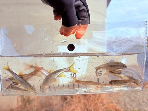 アブラハヤの釣果