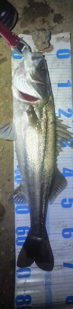 APIA フージン' Z TESTAMATTA 88MHの最安値・インプレ・釣果