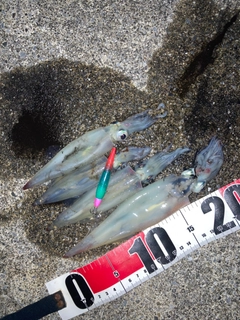 ヤリイカの釣果