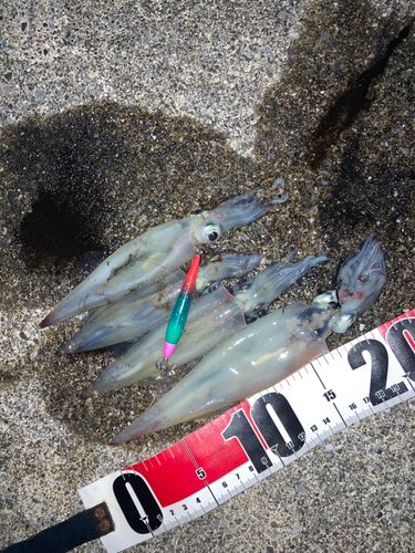 ヤリイカの釣果