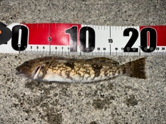 アブラコの釣果