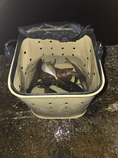 クロメバルの釣果