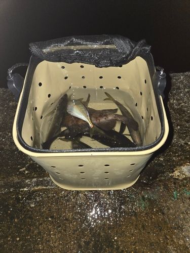 クロメバルの釣果