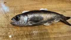 クロムツの釣果