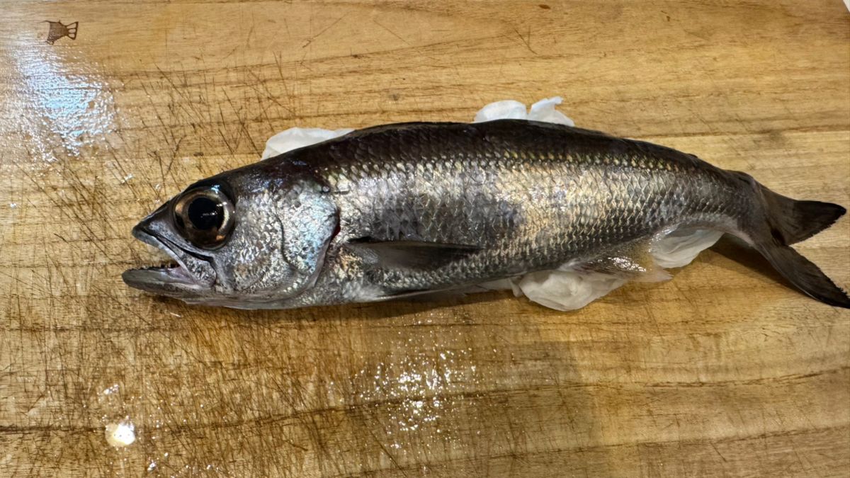 あじたまさんの釣果 1枚目の画像