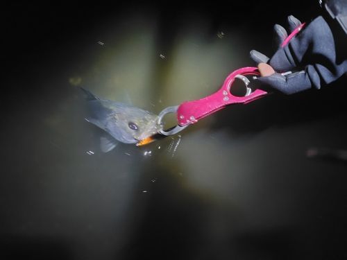 東京湾（アクアライン〜富津）