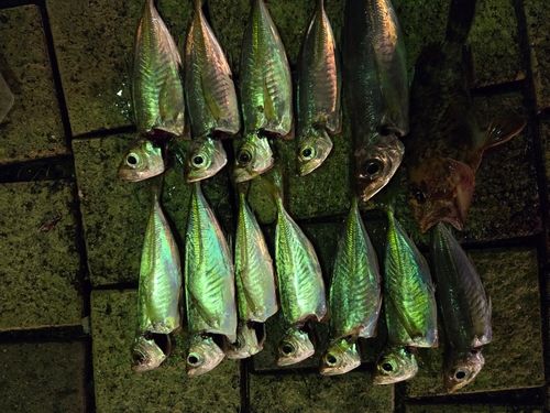 アジの釣果