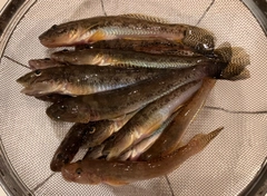 ハゼの釣果