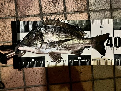 クロダイの釣果