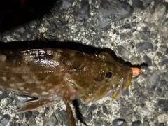 カサゴの釣果