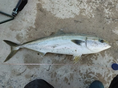 ブリの釣果