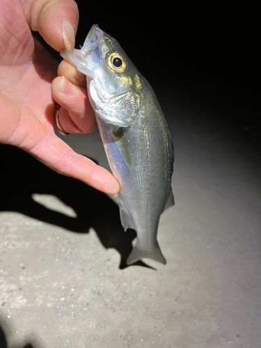 セイゴ（マルスズキ）の釣果