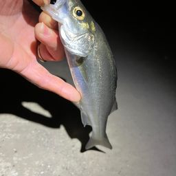 セイゴ（マルスズキ）