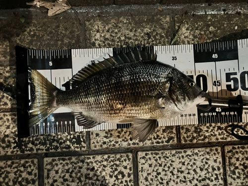 東京湾（アクアライン以北）