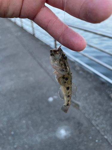 ウロハゼの釣果