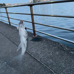 セイゴ（マルスズキ）