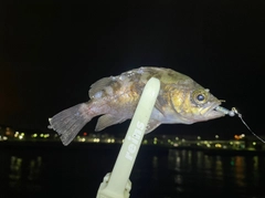 シロメバルの釣果