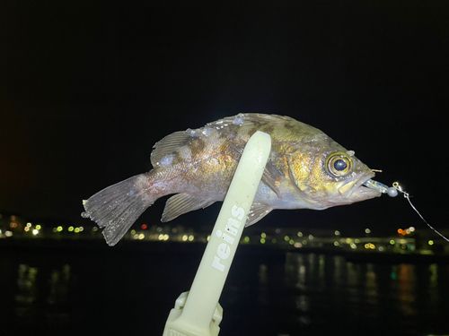 シロメバルの釣果