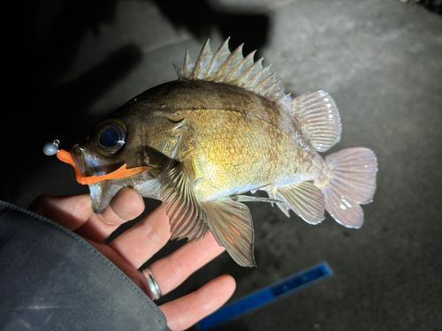 メバルの釣果