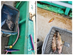 クロソイの釣果