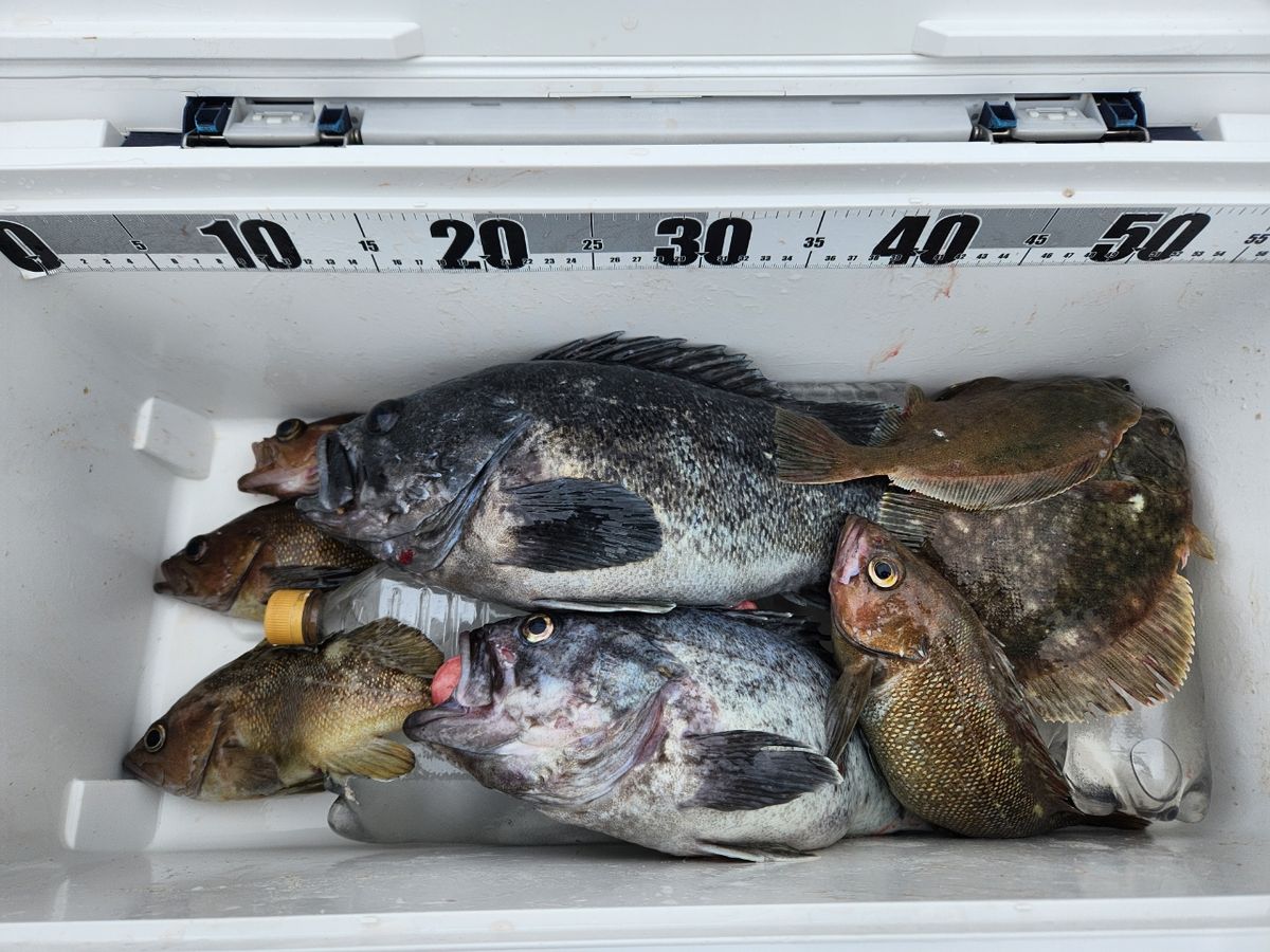 ちかおさんの釣果 2枚目の画像