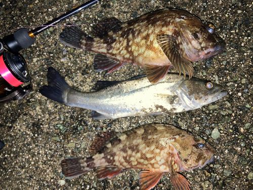 アラカブの釣果