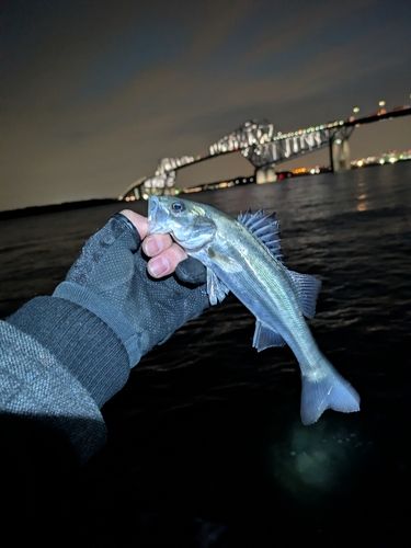 セイゴ（マルスズキ）の釣果