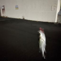 セイゴ（マルスズキ）