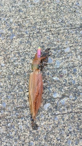 ヤリイカの釣果