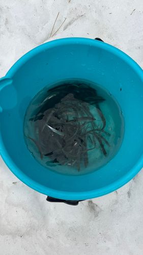 ワカサギの釣果