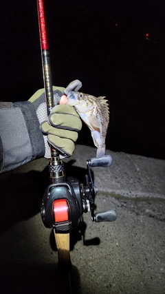 クロソイの釣果