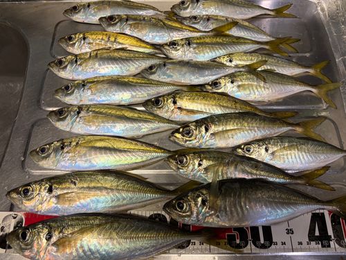 アジの釣果