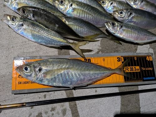アジの釣果