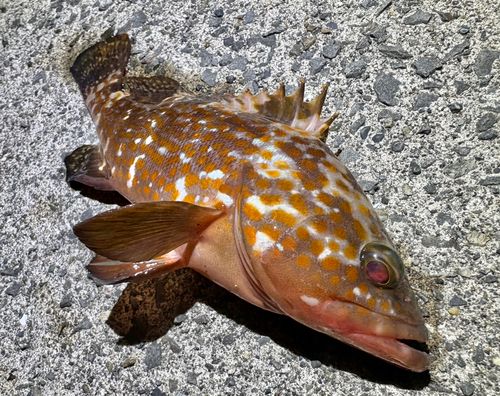 キジハタの釣果